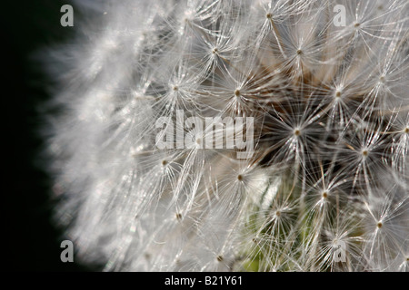 Gewöhnlicher Löwenzahn Asteraceae Unkraut Samen Taraxacum Samen Blume Blumen Flora Frühling künstlerische Nahaufnahme Detail Hi-res Stockfoto