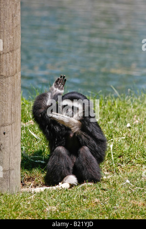 Afrikanische Safari junger schwarzer Gibbon in Port Clinton Ohio, USA, USA, niemand vertikal hochauflösende Menschen Stockfoto