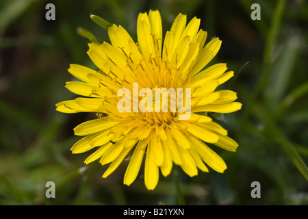 Einzelne gelbe Blume gewöhnlicher Löwenzahn Nahaufnahme niemand von oben oben verschwommener unscharfer Hintergrund früher Frühling ist endlich hier angekommen Hi-res Stockfoto