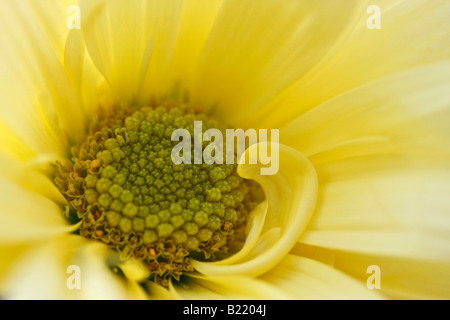 Einzelne gelbe Daisy Blume Nahaufnahme Nahaufnahme verschwommene Unschärfe Hintergrund über Kopf niemand horizontal in den USA Hi-res Stockfoto