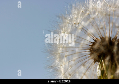 Gewöhnliche Löwenzahn Samen Blume Blumen Flora Frühling künstlerische Nahaufnahme Detail niemand auf blauem Himmel Hintergrund Hi-res Stockfoto