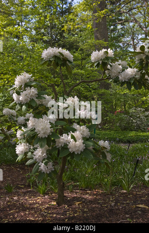 Cunninghams weißer Rhododendron ein blühender Baum im Park nahe niemand vertikal Ohio USA High-res Stockfoto