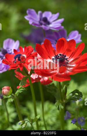 Anemone Coronaria Scarlet Mohn Anemonen rote Wildblumen oben von oben Bilder Bilder sehr hochauflösendes vertikales Format in den USA Hi-res Stockfoto