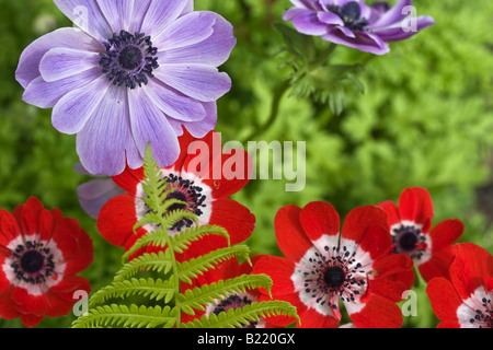 Anemone Coronaria Mohnanemonen rote und lila Wildblumen mit Farn Frühling von oben Nahaufnahme Wallblumen Stillleben in den USA USA Hi-res Stockfoto