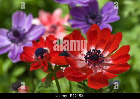 Anemone Coronaria Poppy Anemone Anemone rot lila amerikanische Wildblumen Tapeten florale Telefon für Handy niemand Hi-res Stockfoto