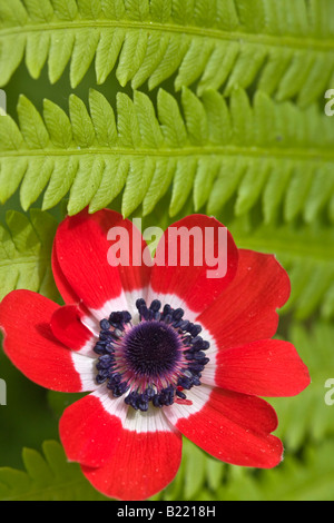 Anemone Coronaria Scarlet Mohnanemonen eine rote Wildblume über dem Kopf von oben Bildern Bilder sehr hochauflösendes vertikales Format in den USA Hi-res Stockfoto