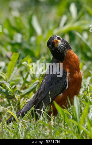 Amerikanischer Robin Turdus migratorius ein Vogel, der auf dem Boden sitzt Nahaufnahme verschwommener Hintergrund über dem Kopf Niemand vertikales Format in den USA Hi-res Stockfoto