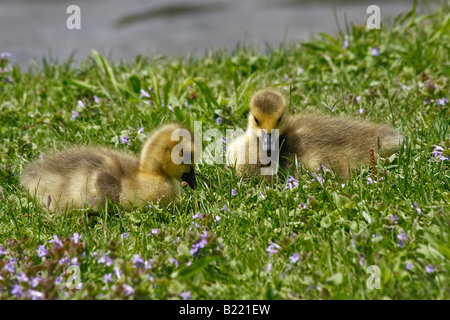 Zwei niedliche kleine Gänse liegen auf einer Wiese mit Blumen schöne Landschaft Natur niemand von oben füllt Hintergrund in Ohio USA horizontale Hi-res Stockfoto