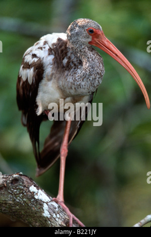 Glossy Ibis (Plegadis Falcinellus) juvenile stehen auf einem Bein, Körperwärme zu bewahren Stockfoto