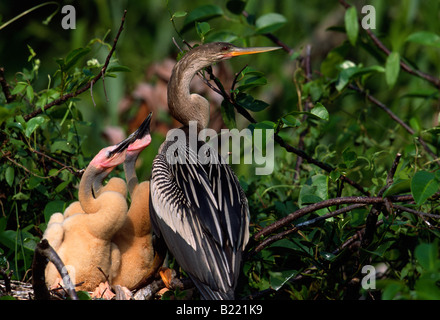 Weibliche Anhinga (Anhinga Anhinga) und Küken Stockfoto