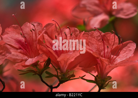 Rhododendron Sträucher Ericaceae mit den roten Blumen Bilder Bilder Fotos Fotografie große hohe Auflösung in den USA US horizontale Hi-res Stockfoto