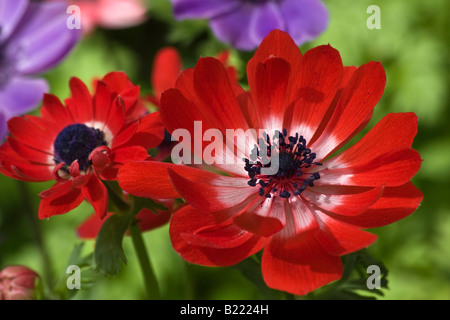 Anemone Coronaria Poppy Anemone rote Wildblumen Nahaufnahme niemand oben von oben verschwommene Unschärfe Hintergrund Hi-res Stockfoto