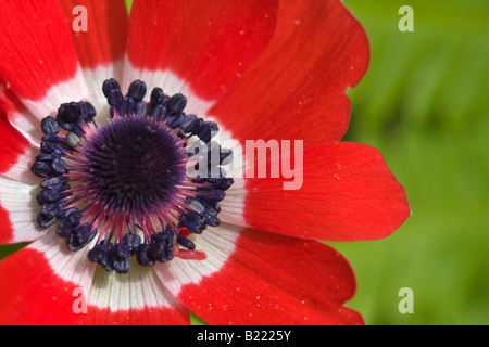 Anemone Coronaria Mohnanemonen rot eine wilde Blumen Frühling oben von oben Nahaufnahme Wallblume verschwommener Hintergrund in den USA USA Hi-res Stockfoto