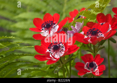 Anemone Coronaria Mohnanemonen rote und lila Wildblumen mit Farn Frühling von oben Nahaufnahme Wallblumen Stillleben in den USA USA Hi-res Stockfoto