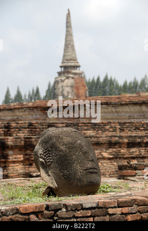 Stein Buddha Kopf enthauptet im Wat Mahathat in Geschichtspark Ayutthaya, Thailand Stockfoto