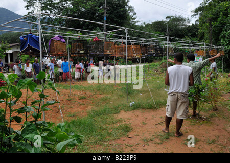 Vogel pfeifen Caged Bulbul Singvögel, Kuanmaidum Dorf, palian Bezirk, Provinz Trang, Wettbewerb, Süd-thailand Stockfoto