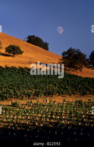 Mondaufgang am Sonnenuntergang über Eichen und Weinberge Gerber Weinberge Murphys Calaveras County in Kalifornien Stockfoto