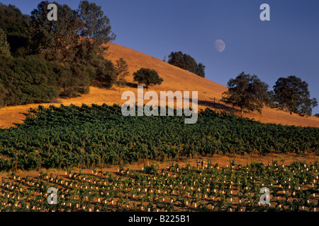 Mondaufgang am Sonnenuntergang über Eichen und Weinberge Gerber Weinberge Murphys Calaveras County in Kalifornien Stockfoto