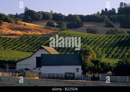 Morgenlicht Gerber Weinberge Murphys Calaveras County in Kalifornien Stockfoto