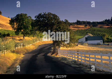 Morgenlicht über Landstraße in der Nähe von Gerber Weinberge Murphys Calaveras County in Kalifornien Stockfoto