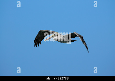 Braune Pelikan Pelecanus Occidentalis fliegt über die Bucht von San Francisco in die Kamera schaut Stockfoto