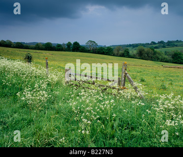 Kuhpsilie wächst am Grasrand vor einer Wiese mit Butterblumen unter Frühlingsregen Wolken im Dartmoor National Park in Moretonhampton, Devon, England. Stockfoto