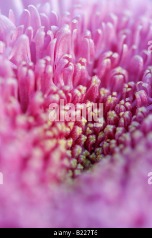 Pink Aster eine einzelne Blume oben von oben Bildern Bilder Nahaufnahme Fotos Nahaufnahme Nahaufnahme vertikales Format in den USA hochauflösende Hochauflösung in den USA USA Hi-res Stockfoto