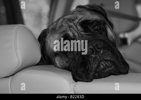 Ein Bullmastiff (Bull Mastiff)-Hund den Kopf über den Rücken von den Ledersitzen eines Autos, peering, wie sein Besitzer geht weg. Stockfoto