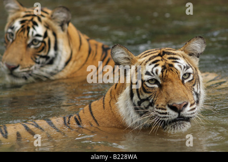 Ein Bengal Tiger Machali Familie Kühlung im fließenden Wasser des Monsuns in Ranthambore Tiger Reserve, Indien. (Panthera Tigris) Stockfoto