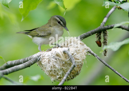 Red eyed Vireo Gebäude Nest Stockfoto
