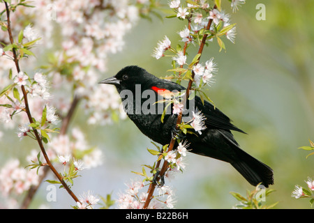 Rotschulterstärling thront in Kirschbaum-Blüten Stockfoto