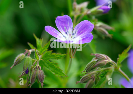 Alpine Holz Storchschnabel (Geranium Sylvaticum). Berner Alpen, Schweiz Stockfoto