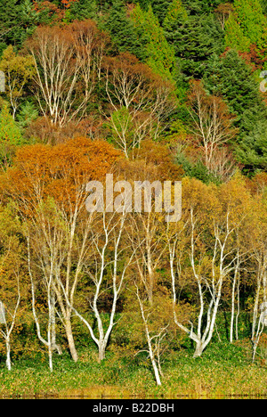 Herbstliche Landschaft spiegelt sich in Kidoike Teich Shiga Kogen Höhen Joshin Etsu Nationalpark Japan Stockfoto