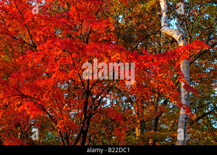 Herbstliche Laub der Alpen Shiga Kogen Höhen Joshin Etsu Nationalpark Japan Japan Stockfoto