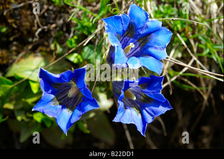 Trompete-Enzian (Gentiana Acaulis). Faulhorn Berg, Berner Alpen. Schweiz Europa Stockfoto