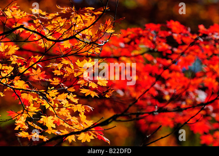 Herbstliche Laub der Alpen Shiga Kogen Höhen Joshin Etsu Nationalpark Japan Japan Stockfoto