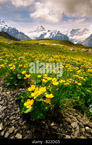 Alpine Sumpfdotterblumen (Caltha Palustris) ...mit dem Schreck- und Eiger, Berner Alpen. Schweiz Stockfoto