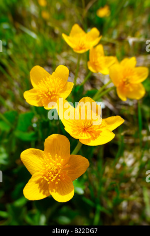 Alpine Sumpfdotterblumen (Caltha Palustris). Faulhorn Berg, Berner Alpen. Schweiz Stockfoto