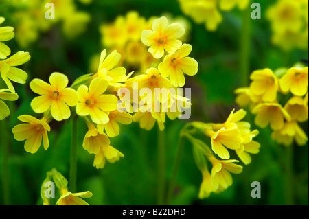 Alpine Oxslip (Primula Elatior) - Berner Alpen der Schweiz Stockfoto