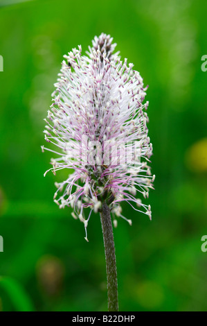 Alpenblume - Brenese Alpen der Schweiz Stockfoto