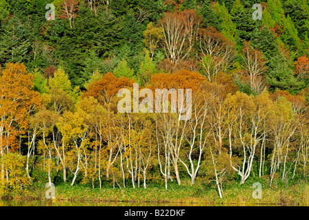 Herbstliche Landschaft spiegelt sich in Kidoike Teich Shiga Kogen Höhen Joshin Etsu Nationalpark Japan Stockfoto