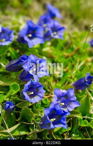 Trompete-Enzian (Gentiana Acaulis). Faulhorn Berg, Berner Alpen. Schweiz Europa Stockfoto