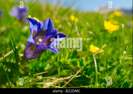 Trompete-Enzian (Gentiana Acaulis). Faulhorn Berg, Berner Alpen. Schweiz Europa Stockfoto