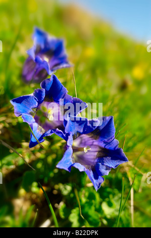 Trompete-Enzian (Gentiana Acaulis). Faulhorn Berg, Berner Alpen. Schweiz Europa Stockfoto