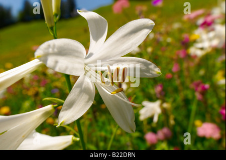 St-Bruno Lily (Paradisea Lilliastrm). Alpine Sommerwiese.  Berner Alpen der Schweiz. Stockfoto