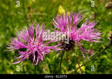 Alpine Flockenblume (Centaurea Alpestris). Berner Alpen, Schweiz Stockfoto