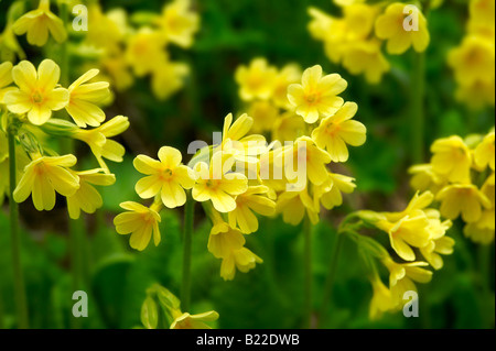 Alpine Oxslip (Primula Elatior) - Berner Alpen der Schweiz Stockfoto