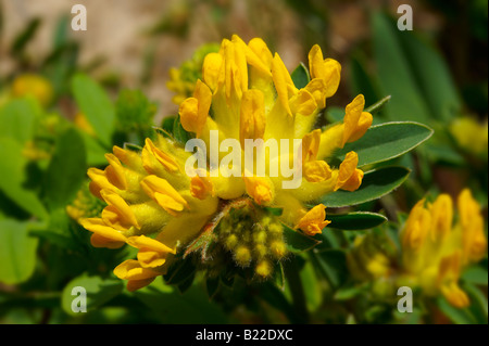 Alpine Niere Wicke (Anthyllis Vulneraria) - Brenese Alpen, Schweiz. Stockfoto