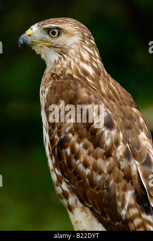 Seitenansicht eines jungen Red Tailed Hawk stehenden in einem Wald in Ontario Kanada Stockfoto