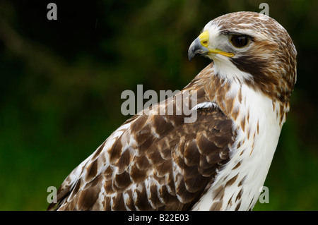 Nahaufnahme von einem Red Tailed Hawk rückblickend in einem Wald in der Regen Ontario Stockfoto